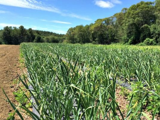 Marini Farm is one of 50 farms supplying local produce to Stop & Shop this summer.